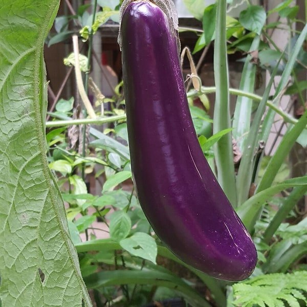 Baby Brinjal
