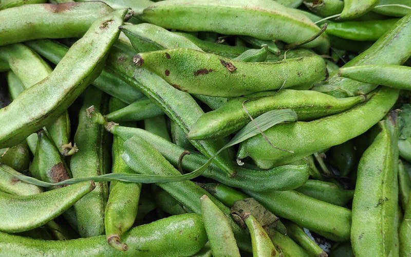 Bean & Pod Field