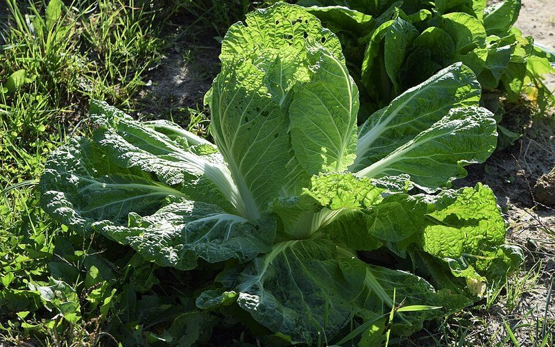 Brassica & Greens Bed