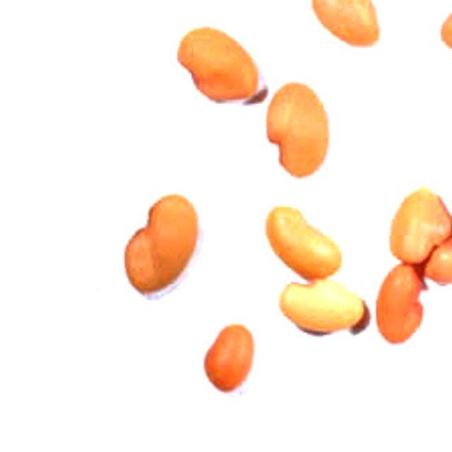 Forage / Fodder Seeds