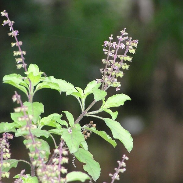 Herb / Medicinal / Aromatic Plant Seeds
